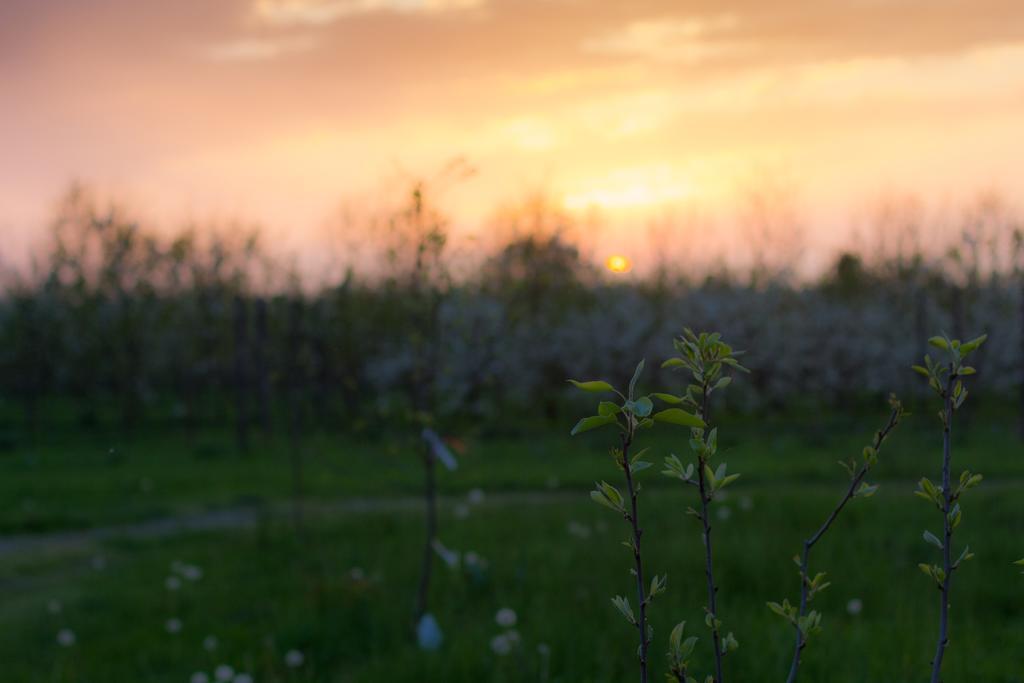 Bed and Breakfast Cascina Delle Mele Vittuone Exterior foto